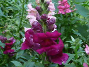 Y2sub30_May_snapdrgn_08