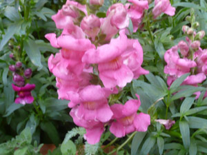 Y2sub30_May_snapdrgn_10