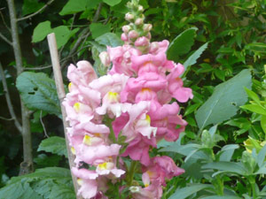 Y2sub30_May_snapdrgn_11