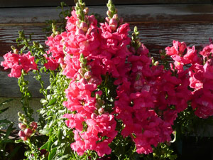 Y2sub30_May_snapdrgn_12