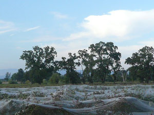 subject21_blueberries02