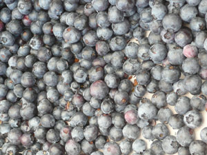 subject21_blueberries04