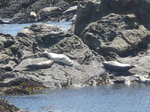 Y2sub31_saltpoint_seali2