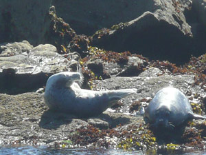 Y2sub31_saltpoint_seali4