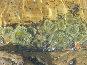 Y2sub31_saltpoint_shorel6