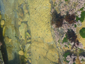 Y2sub31_saltpoint_shorel7