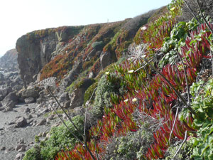 Y2sub31_seafig_color1