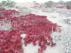 Y2sub31_seafig_color4