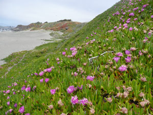 Y2sub31_seafig_landscape3