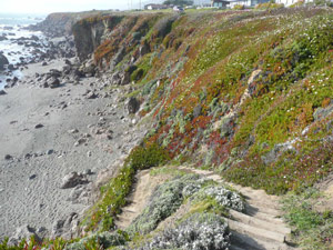 Y2sub31_seafig_landscape5