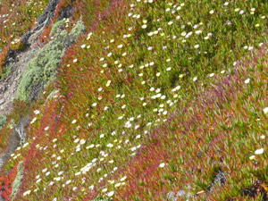 Y2sub31_seafig_landscape6