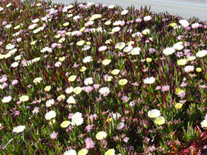 Y2sub31_seafig_mass1