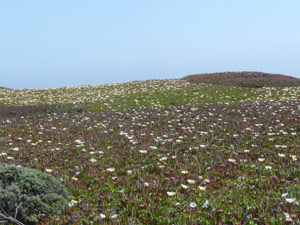 Y2sub31_seafig_mass2