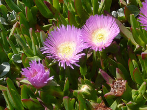 Y2sub31_seafig_purp1