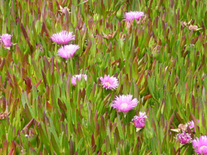 Y2sub31_seafig_purp2