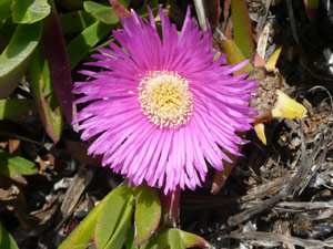 Y2sub31_seafig_purp4