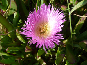 Y2sub31_seafig_purp6