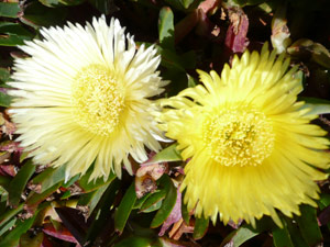 Y2sub31_seafig_yellow2