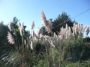 Y2sub33_Oct_pampbush1