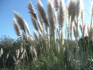 Y2sub33_Oct_pampbush2