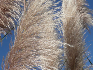 Y2sub33_Oct_pampclup1