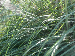 Y2sub33_Oct_pampgrs1