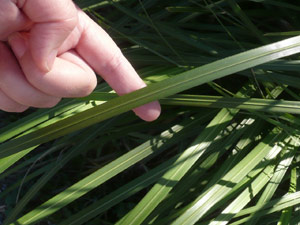 Y2sub33_Oct_pampgrs2