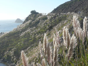 Y2sub33_Oct_pamplnd07