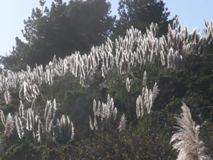 Y2sub33_Oct_pamplnd09