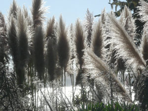 Y2sub33_Oct_pamplnd10