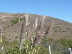 Y2sub33_Oct_pamplnd12