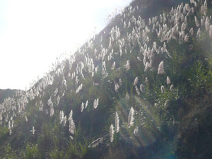 Y2sub33_Oct_pamplnd13