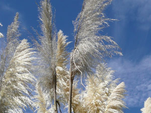 Y2sub33_Oct_pampmidl08