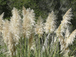 Y2sub33_Oct_pampmidl09