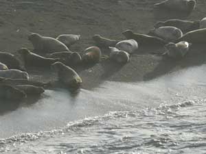 Y3sub29_JanFeb_locsurf01