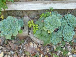 Y3sub29_JanFeb_succu01