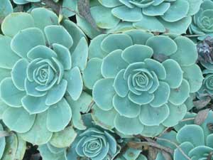 Y3sub29_JanFeb_succu05