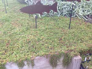 Y3sub29_JanFeb_succu07