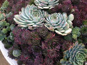 Y3sub29_JanFeb_succu08