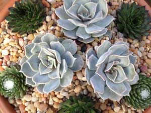 Y3sub29_JanFeb_succu09