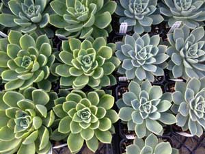 Y3sub29_JanFeb_succu10