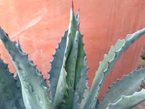 Y3sub29_JanFeb_succu11