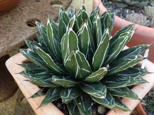 Y3sub29_JanFeb_succu12