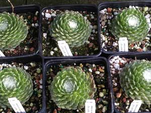 Y3sub29_JanFeb_succu15