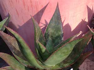 Y3sub29_JanFeb_succu16