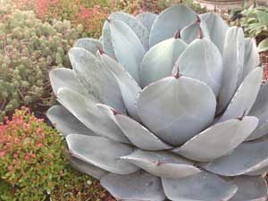 Y3sub29_JanFeb_succu18