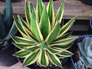 Y3sub29_JanFeb_succu20