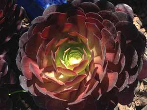 Y3sub29_JanFeb_succu21