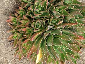 Y3sub29_JanFeb_succu23