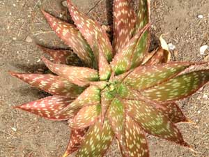 Y3sub29_JanFeb_succu24